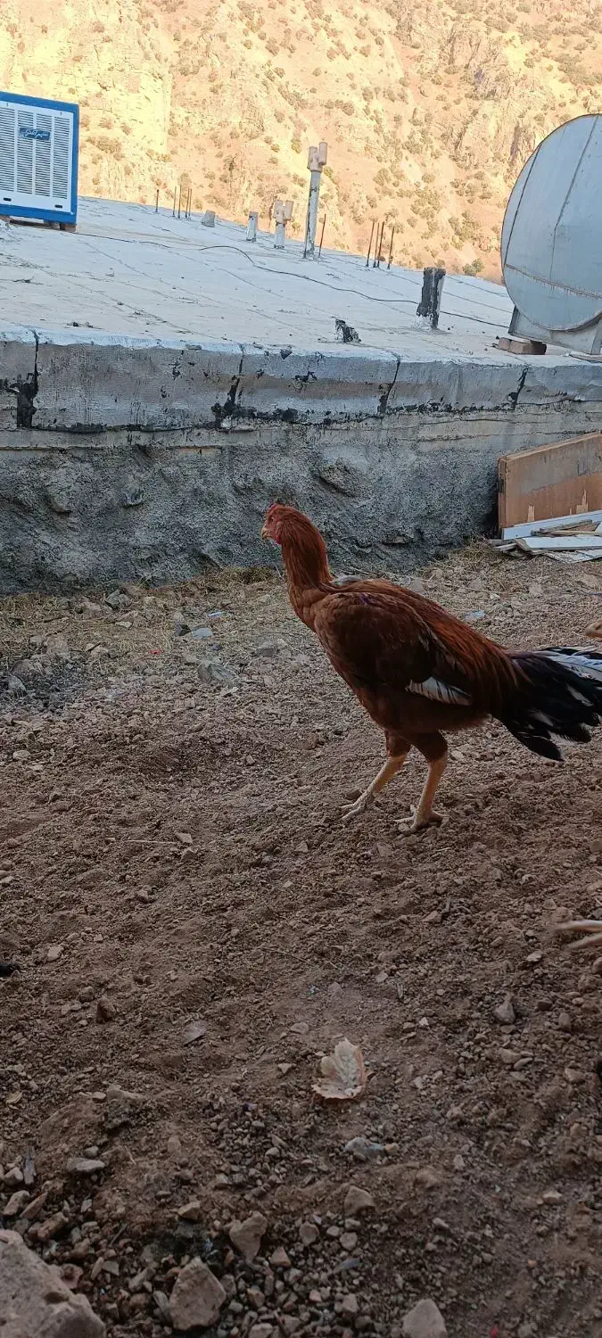 خروس لاری|حیوانات مزرعه|پاوه, |دیوار