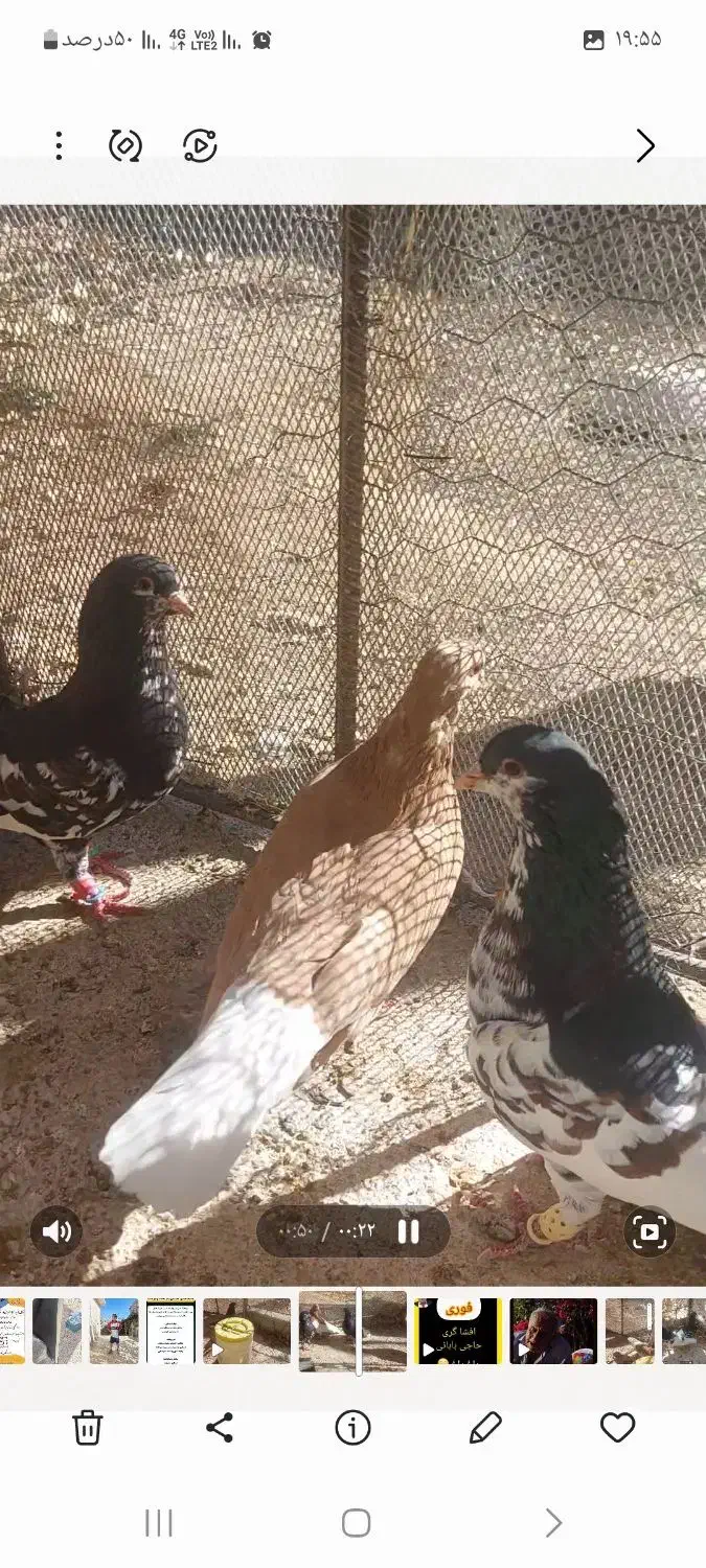 فروش کفتر|پرنده|سپیدان, |دیوار