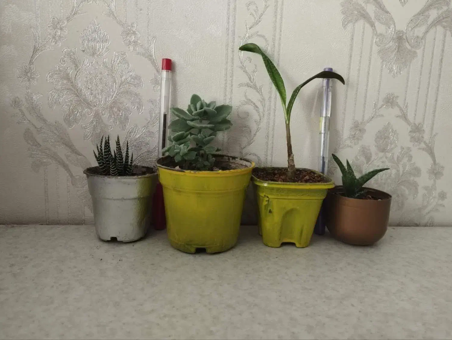 4 پک گلدان گل و گیاه مناسب آپارتمان و بالکن|گل و گیاه طبیعی|تهران, تولید دارو|دیوار