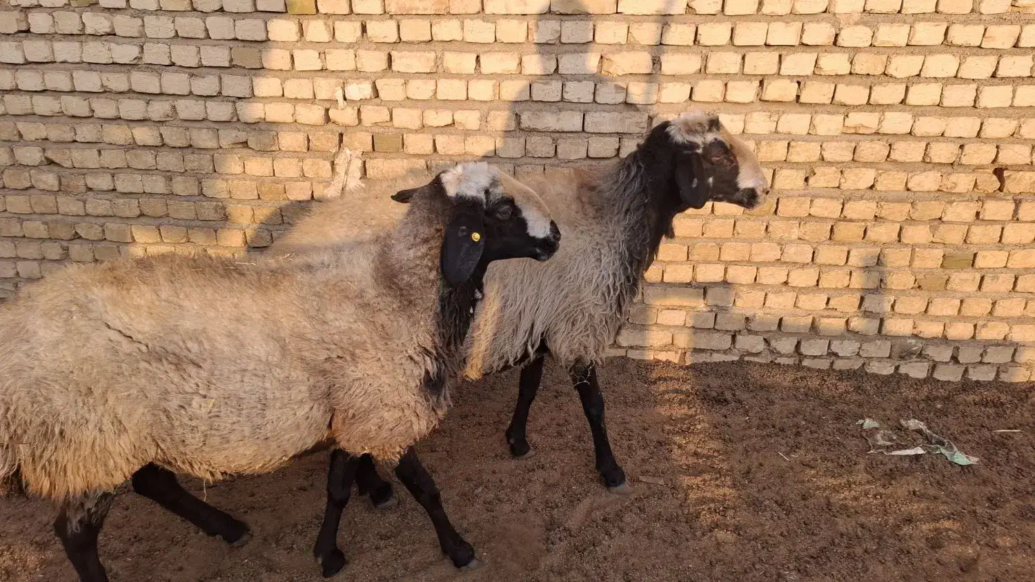 بره نر ...قوچ|حیوانات مزرعه|تاکستان, |دیوار