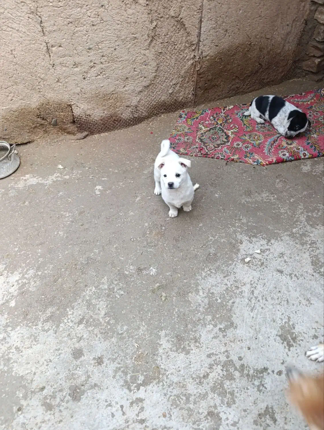 توله|سگ|نیشابور, شهرک رضوی|دیوار