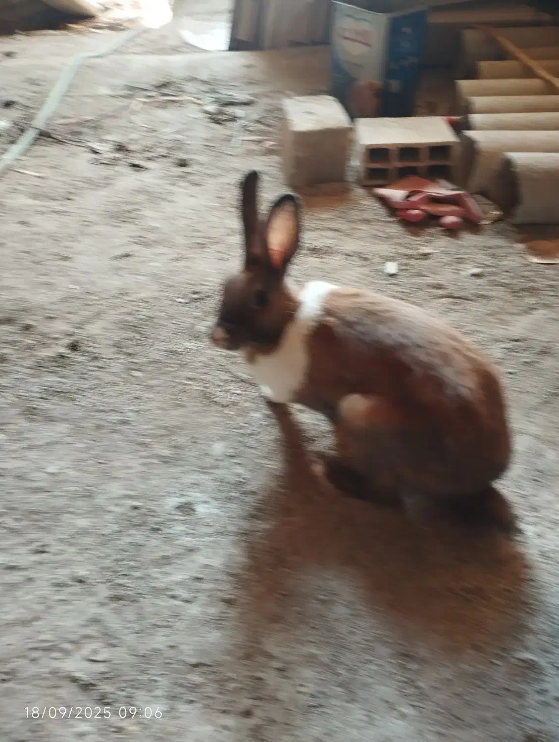 خرگوش|موش و خرگوش|یزد, |دیوار