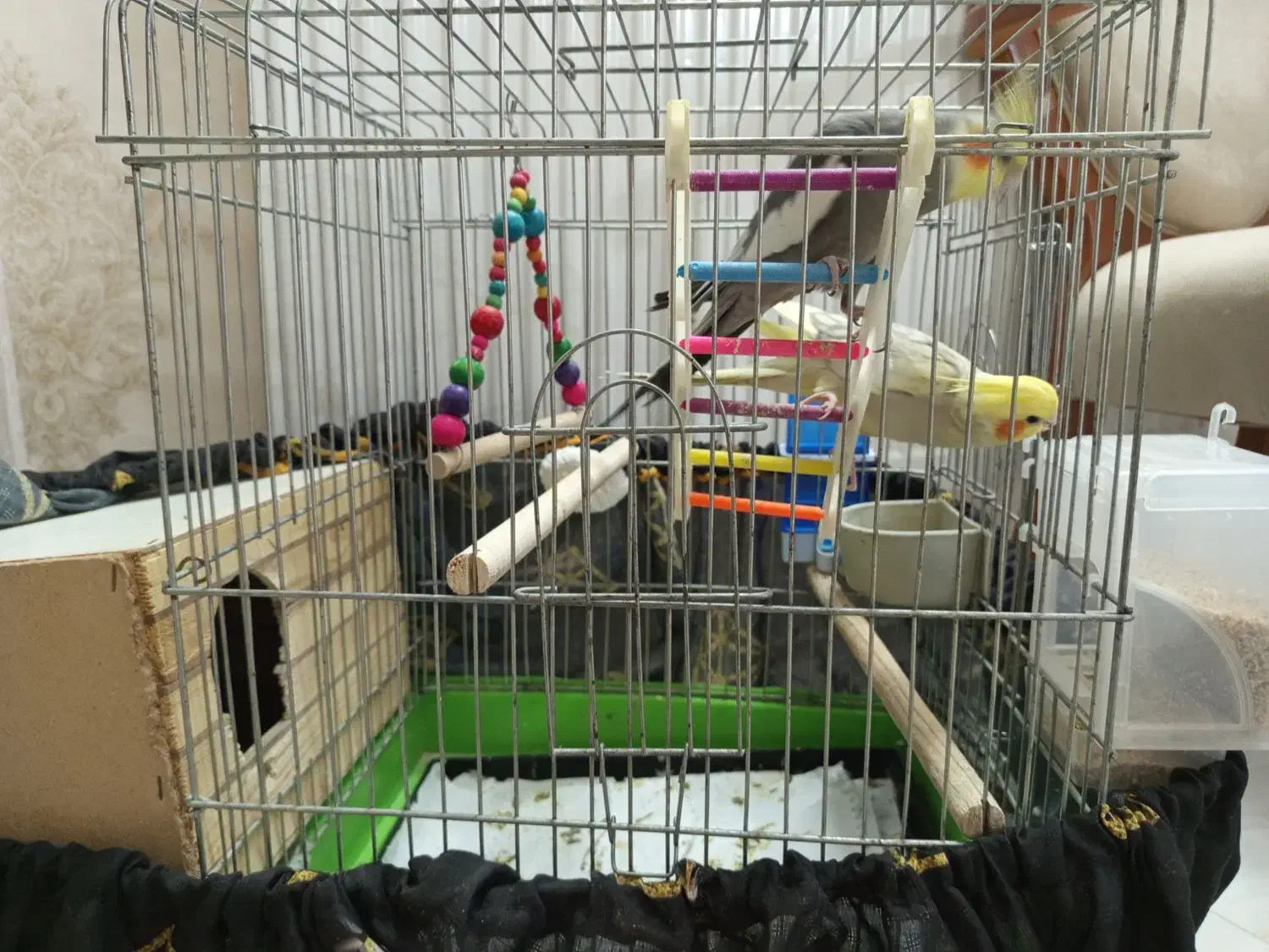 عروس هلندی|پرنده|مشکین‌دشت, |دیوار