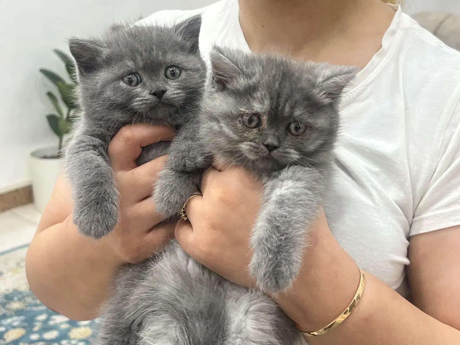 بریتیش بلو کرم|گربه|لاهیجان, شیشه گران|دیوار