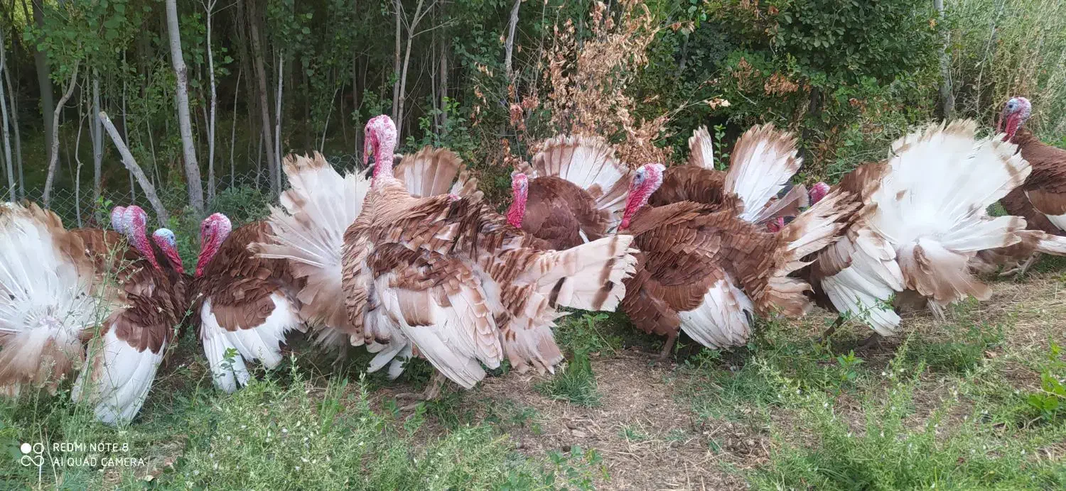 بوقلمون|حیوانات مزرعه|مریوان, |دیوار