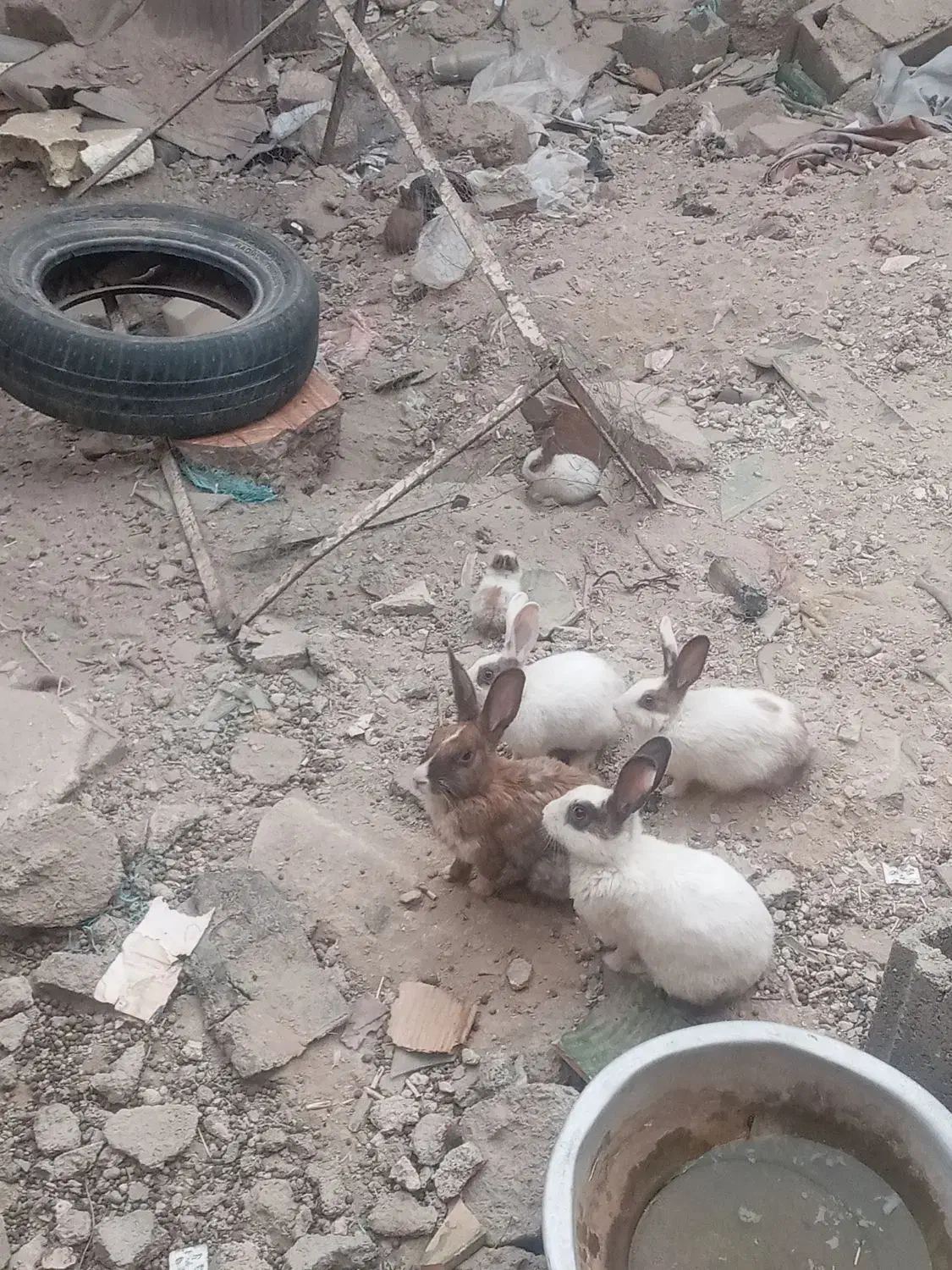 ۵۰۰۰۰|موش و خرگوش|زاهدان, |دیوار