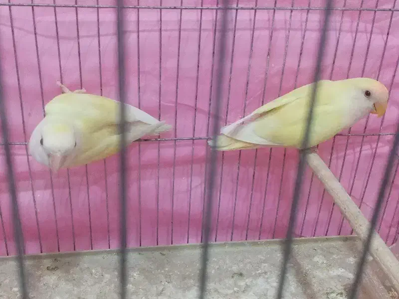 کوتوله مولد|پرنده|بم, |دیوار