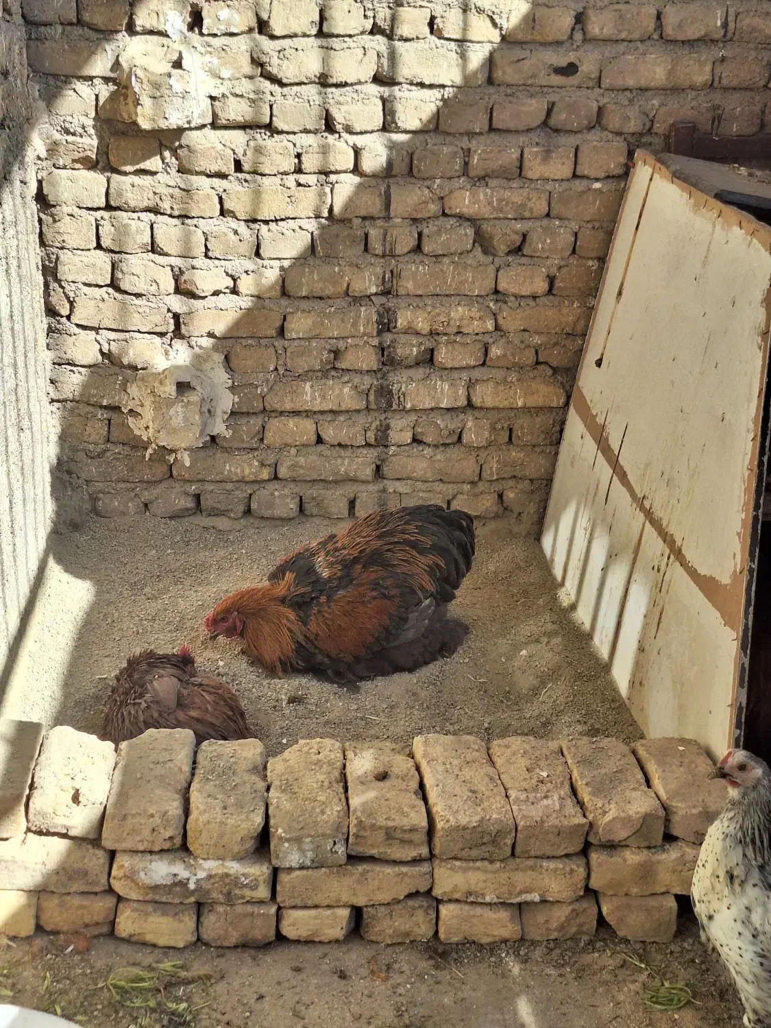 خروس برهما جوان معاوضه با مرغ برهما جوان|حیوانات مزرعه|جاجرود, |دیوار