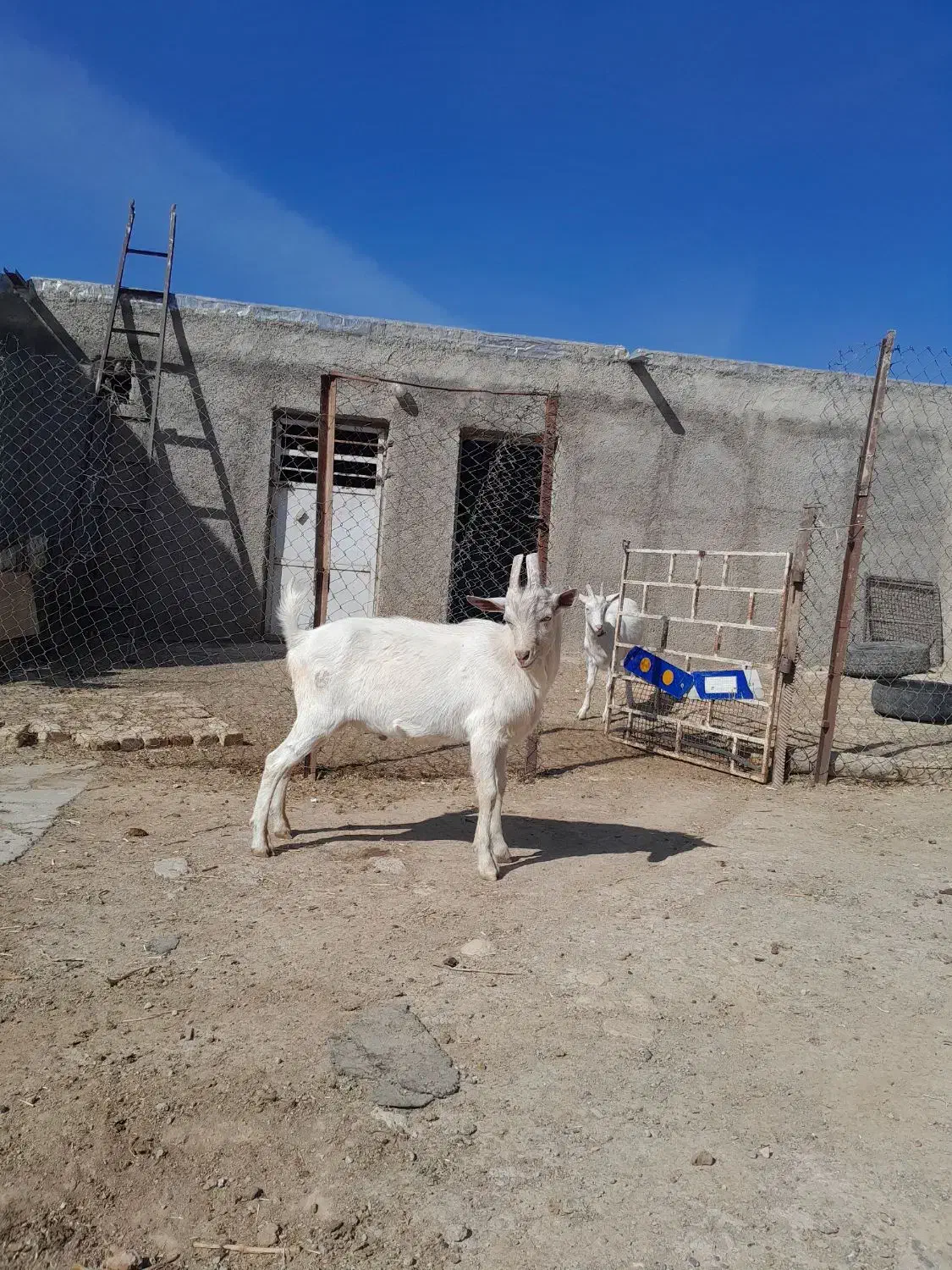 نربزسانن تخمی|حیوانات مزرعه|سلطانیه, |دیوار