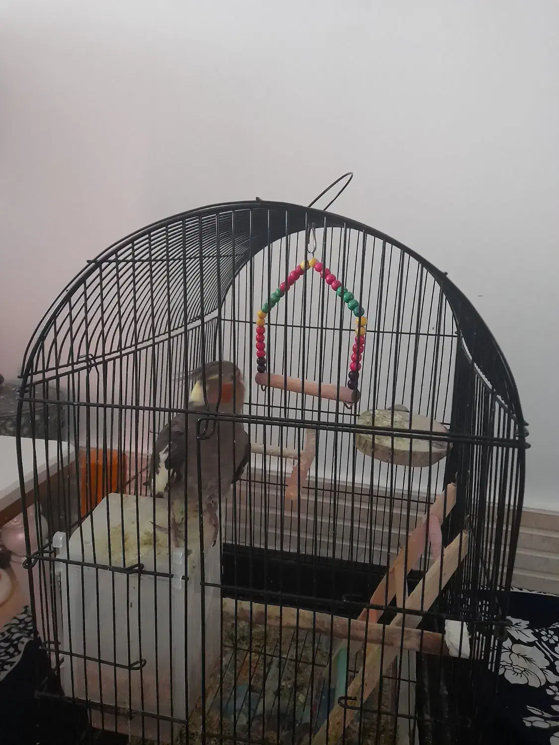 عروس هلندی|پرنده|گیلوان, |دیوار