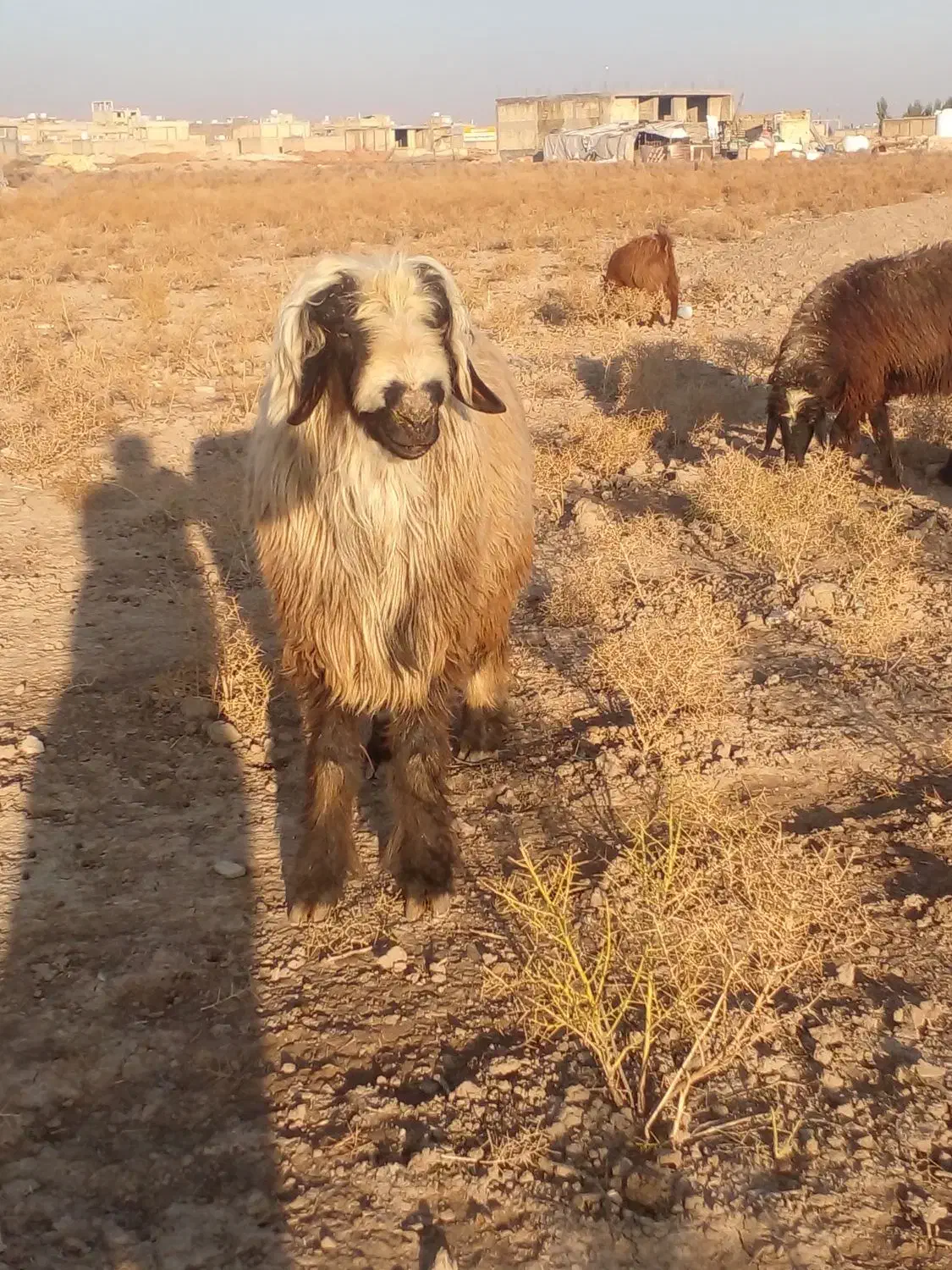 گوسفند|حیوانات مزرعه|شیراز, گچی|دیوار