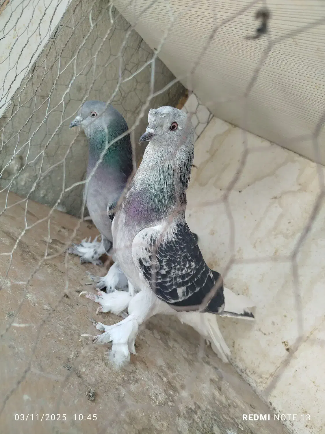 کبوترعطیقه|پرنده|ایرانشهر, |دیوار