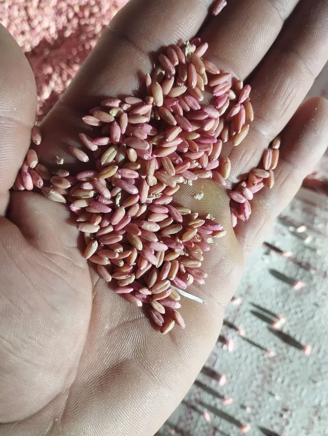 بذرگندم رقم باران|گل و گیاه طبیعی|سیلوانه, |دیوار