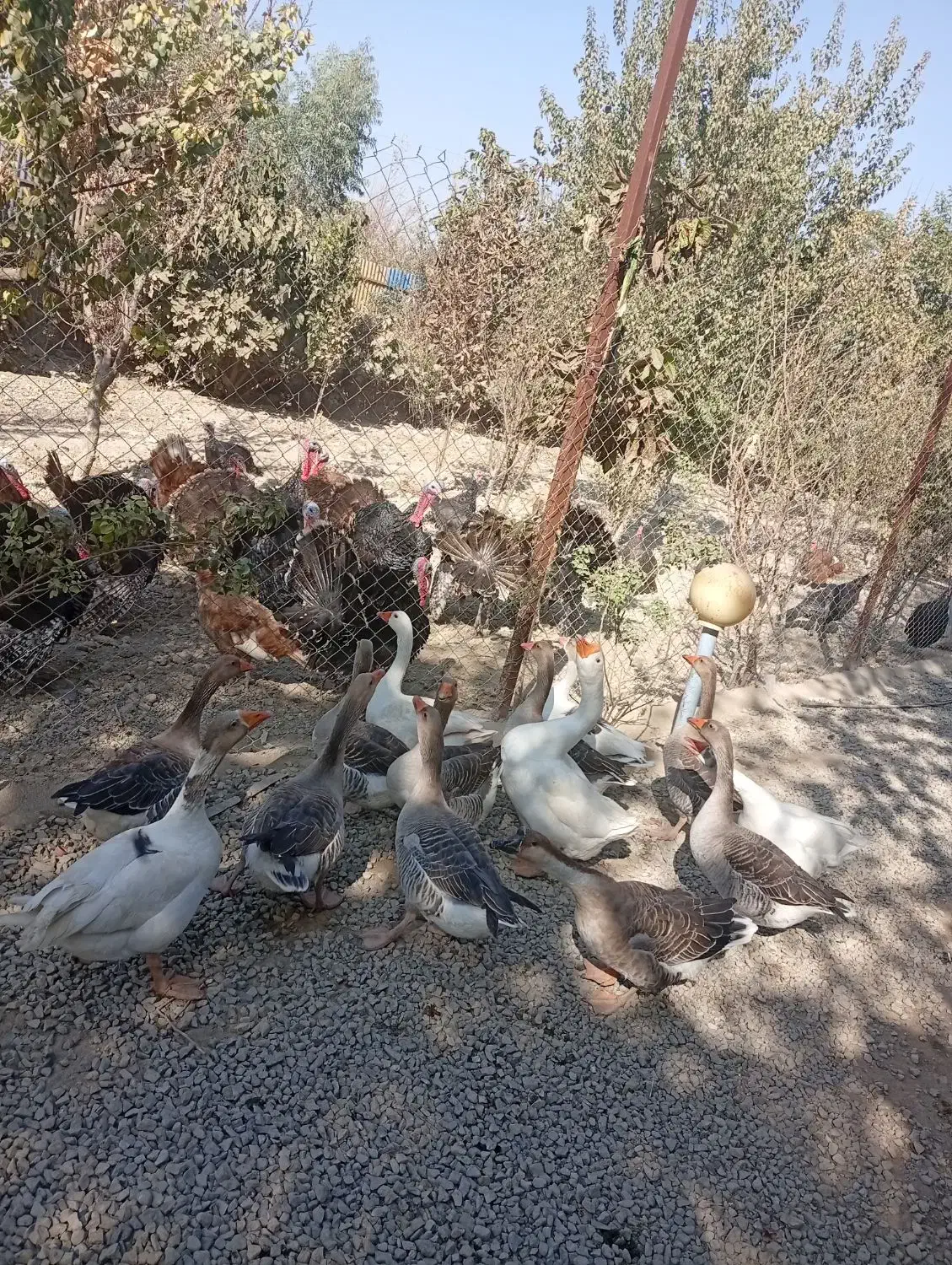 بوقلمون نر و قاز نر|حیوانات مزرعه|کهریزک, |دیوار