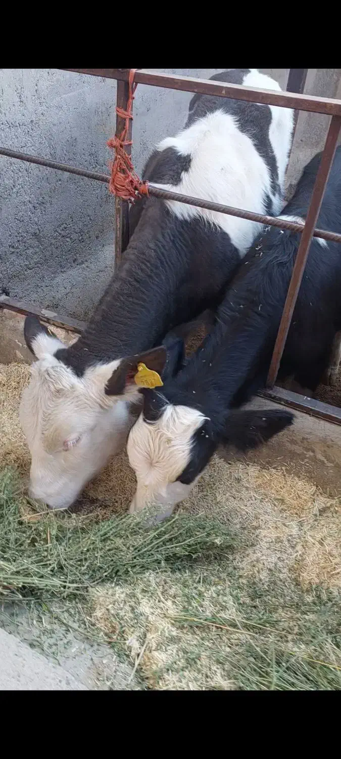 10راس  گوساله نر|حیوانات مزرعه|محمدیه-قزوین, |دیوار