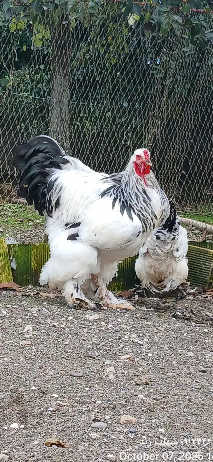 فروش مولد لایت بوف و تخم نطفه دار و جوجه|حیوانات مزرعه|تالش, تالش|دیوار