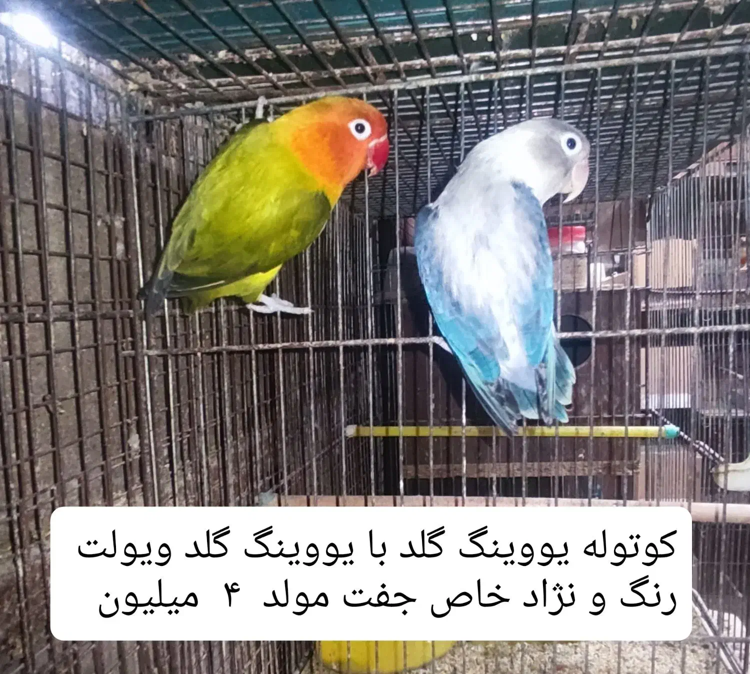 جفت کوتوله مولد رنگ و نژاد خاص معاوضه با گرینچیک..|پرنده|بابل, |دیوار