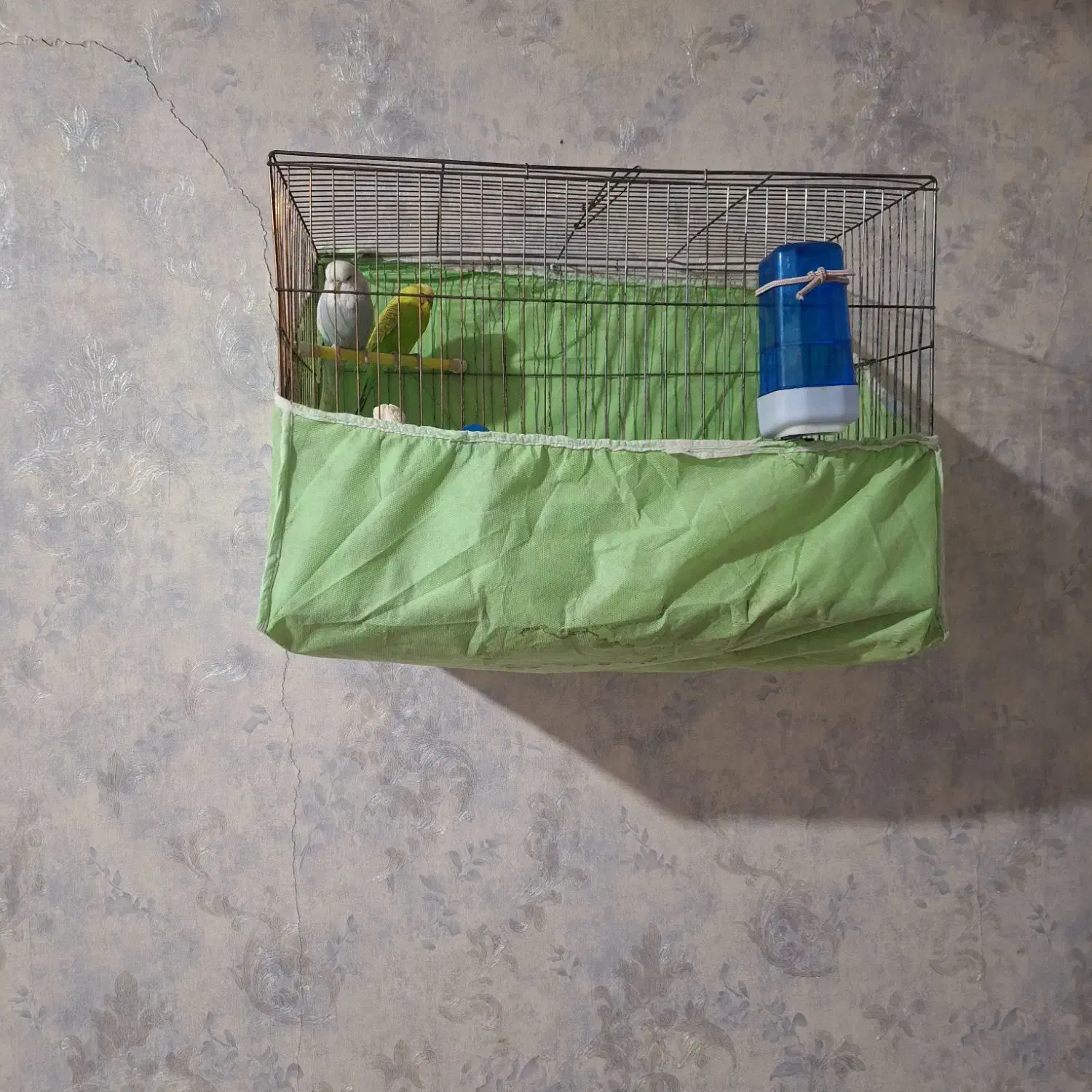 پرنده مرغ عشق|پرنده|پاکدشت, پاکدشت (مامازند)|دیوار