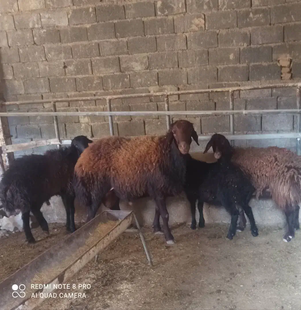 قوچ اصیل قزل افشار|حیوانات مزرعه|تنکمان, |دیوار