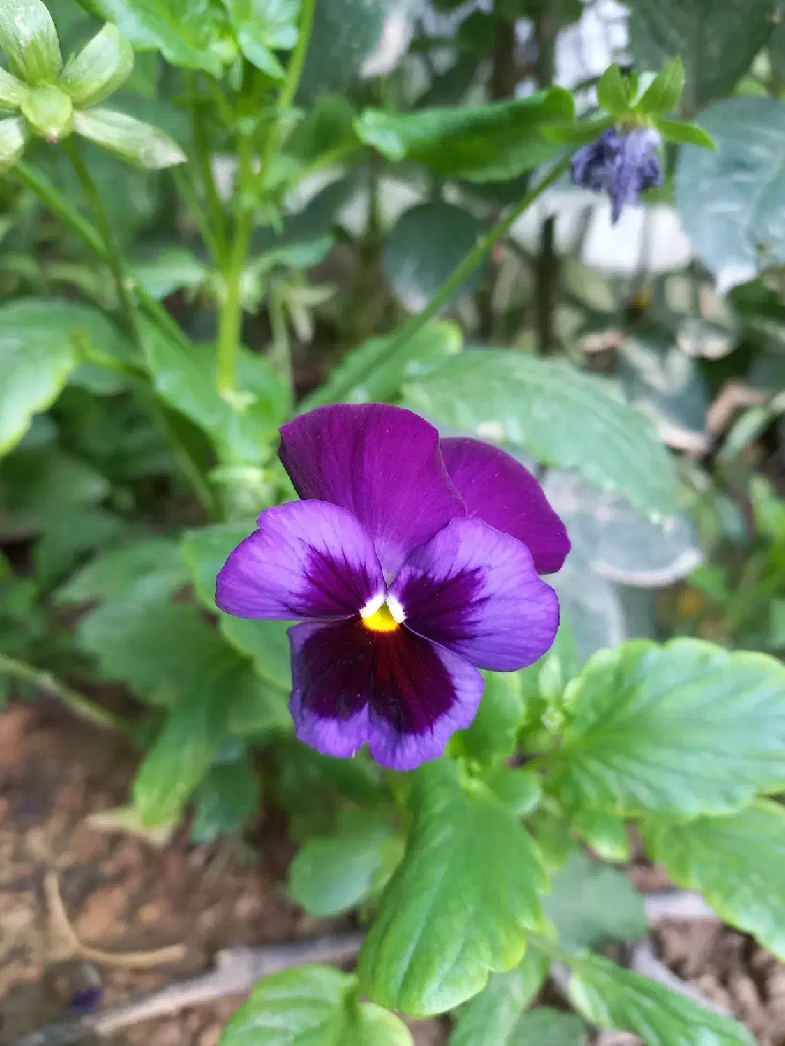 نیازمندی ها|فعالیت داوطلبانه|بجنورد, |دیوار