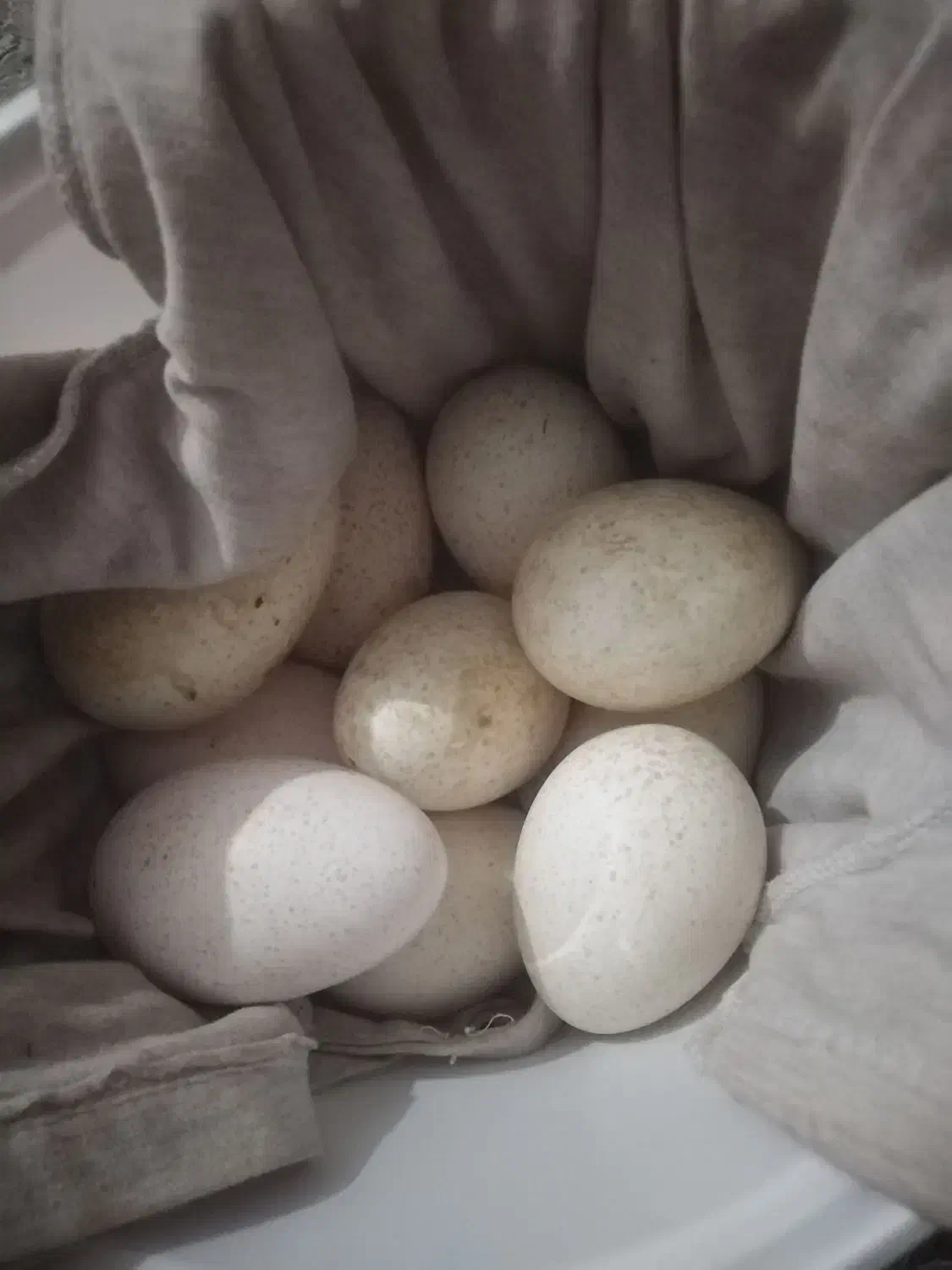 تعدادی تخم بوقلمون|حیوانات مزرعه|پیرانشهر, |دیوار