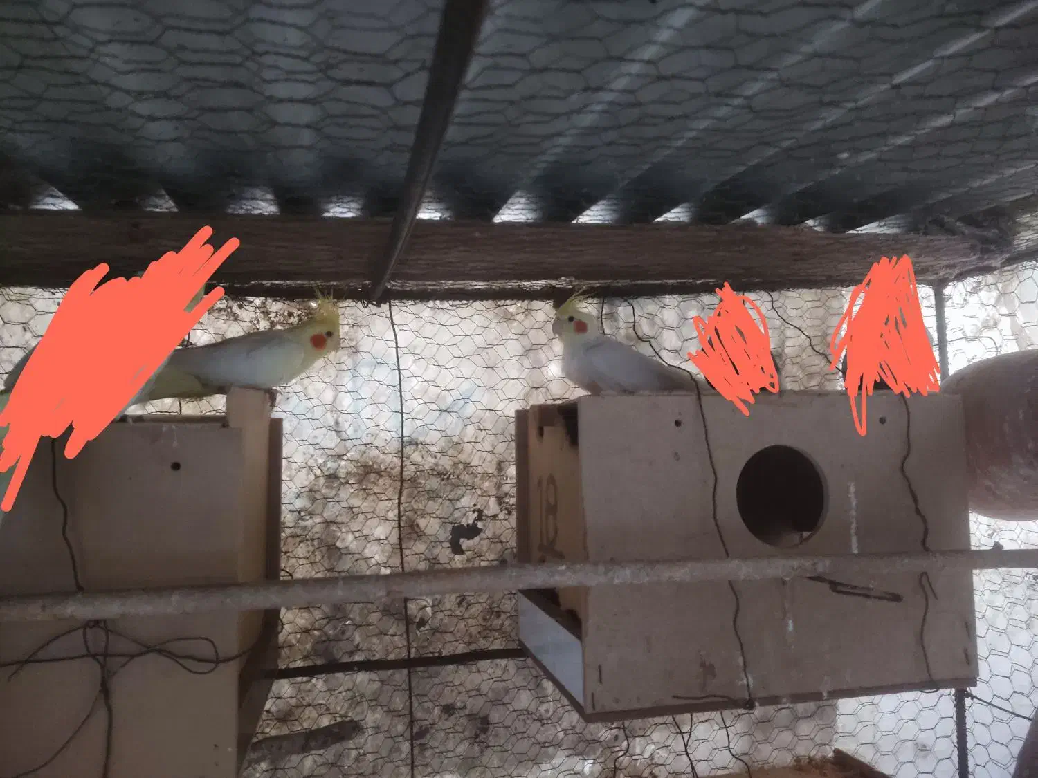 یک  جفت  عروس هلندی|پرنده|آزادشهر, |دیوار