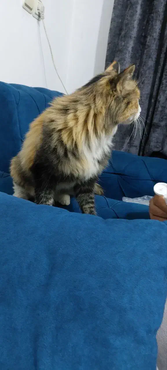 گربه پیدا کردم|گربه|مشهد, ادیب نیشابوری (شهرک غرب)|دیوار