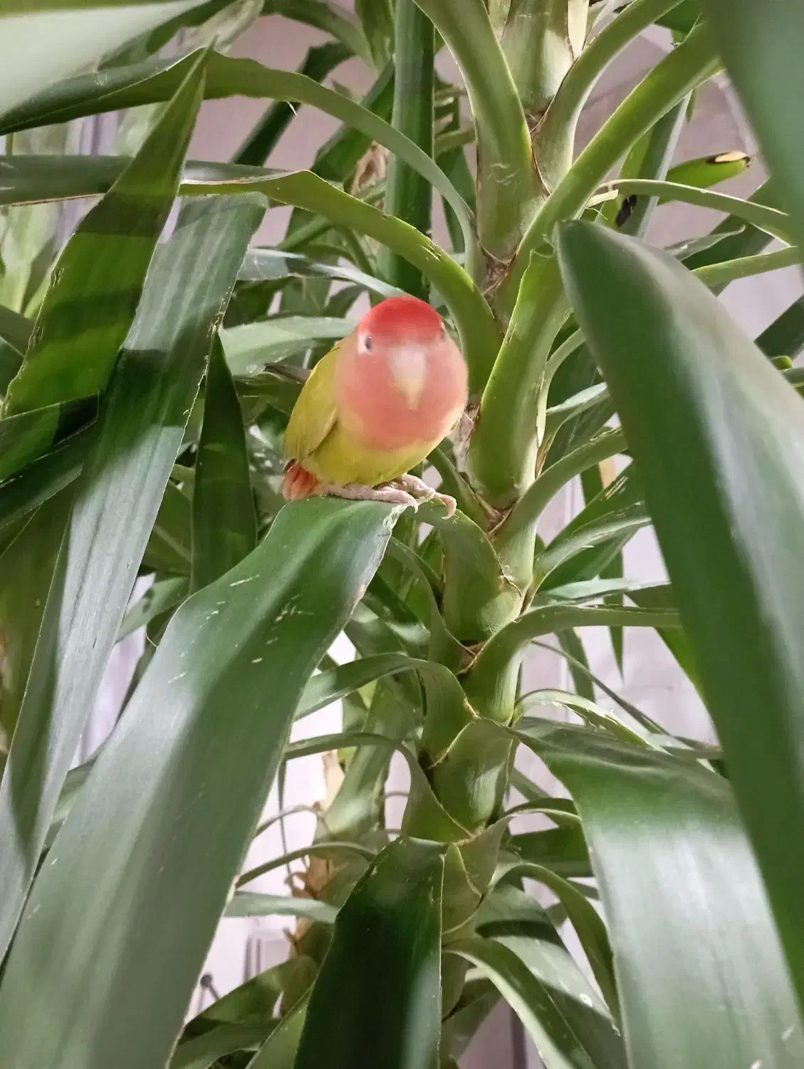 طوطی برزیلی زرنگ|پرنده|قدس, شهر‌قدس|دیوار