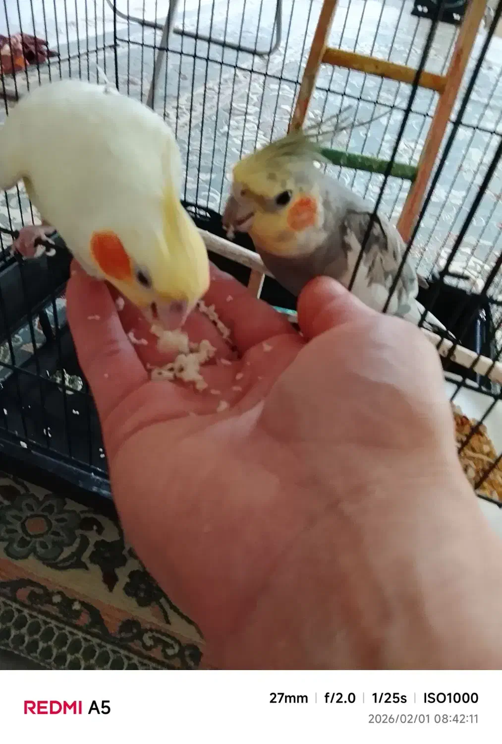 عروس هلندی|پرنده|تهران, آزادشهر|دیوار