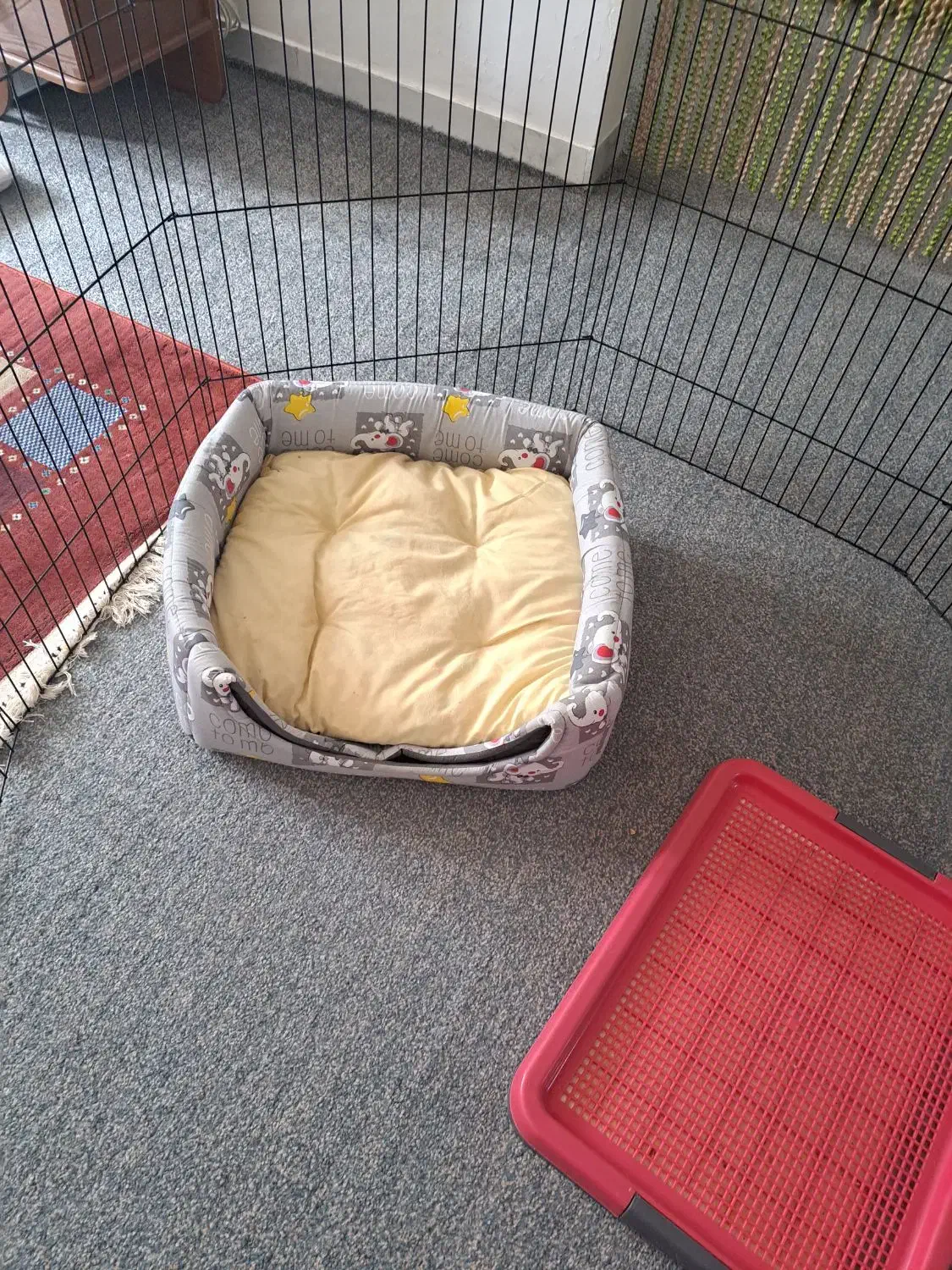 فروش لوازم جانبی سگ|لوازم جانبی حیوانات|جهرم, |دیوار