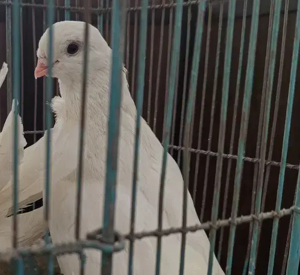 کبوتر نرحندقی|پرنده|قم, بوستان جوان|دیوار