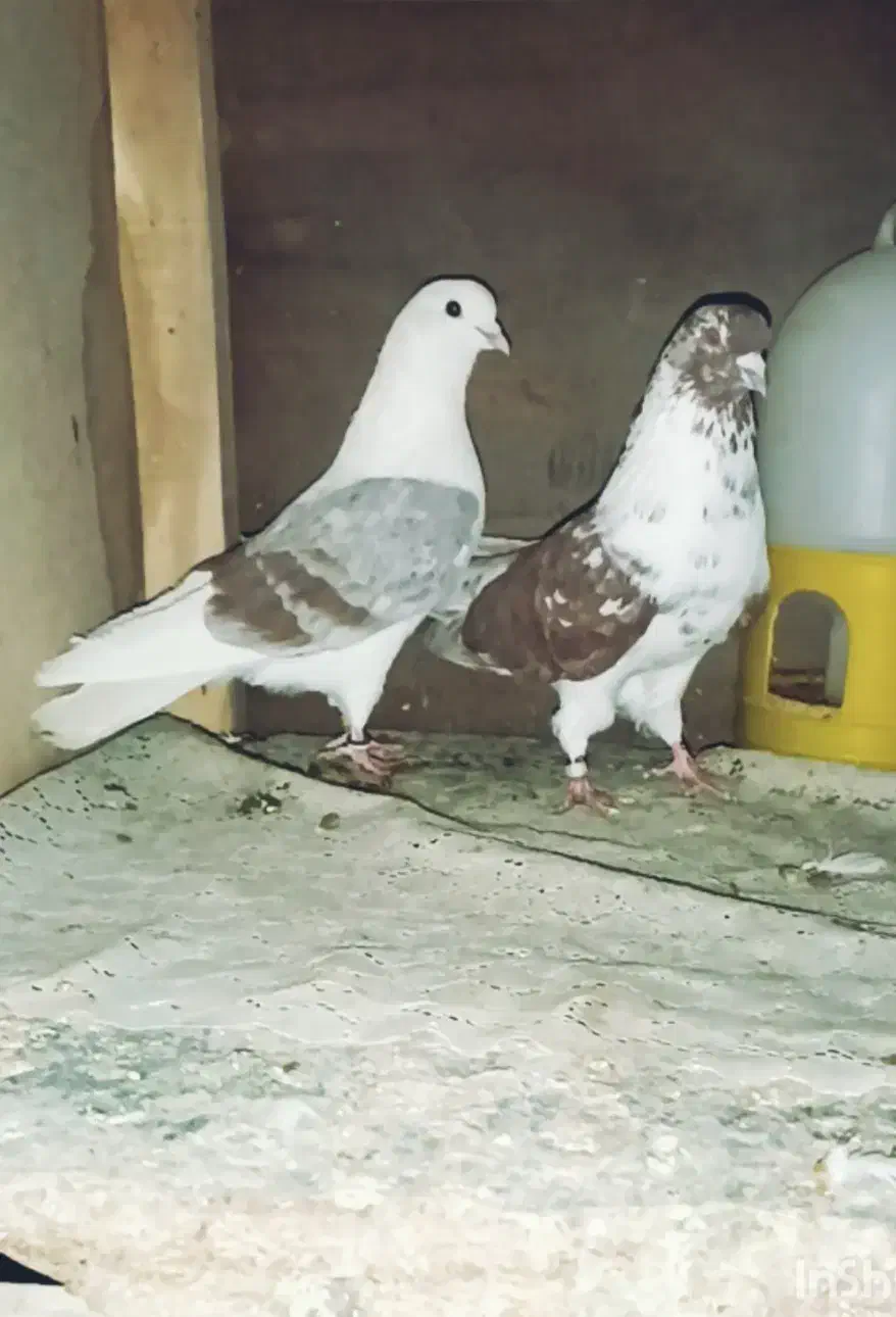 کبوتر فروشی|پرنده|بانه, |دیوار