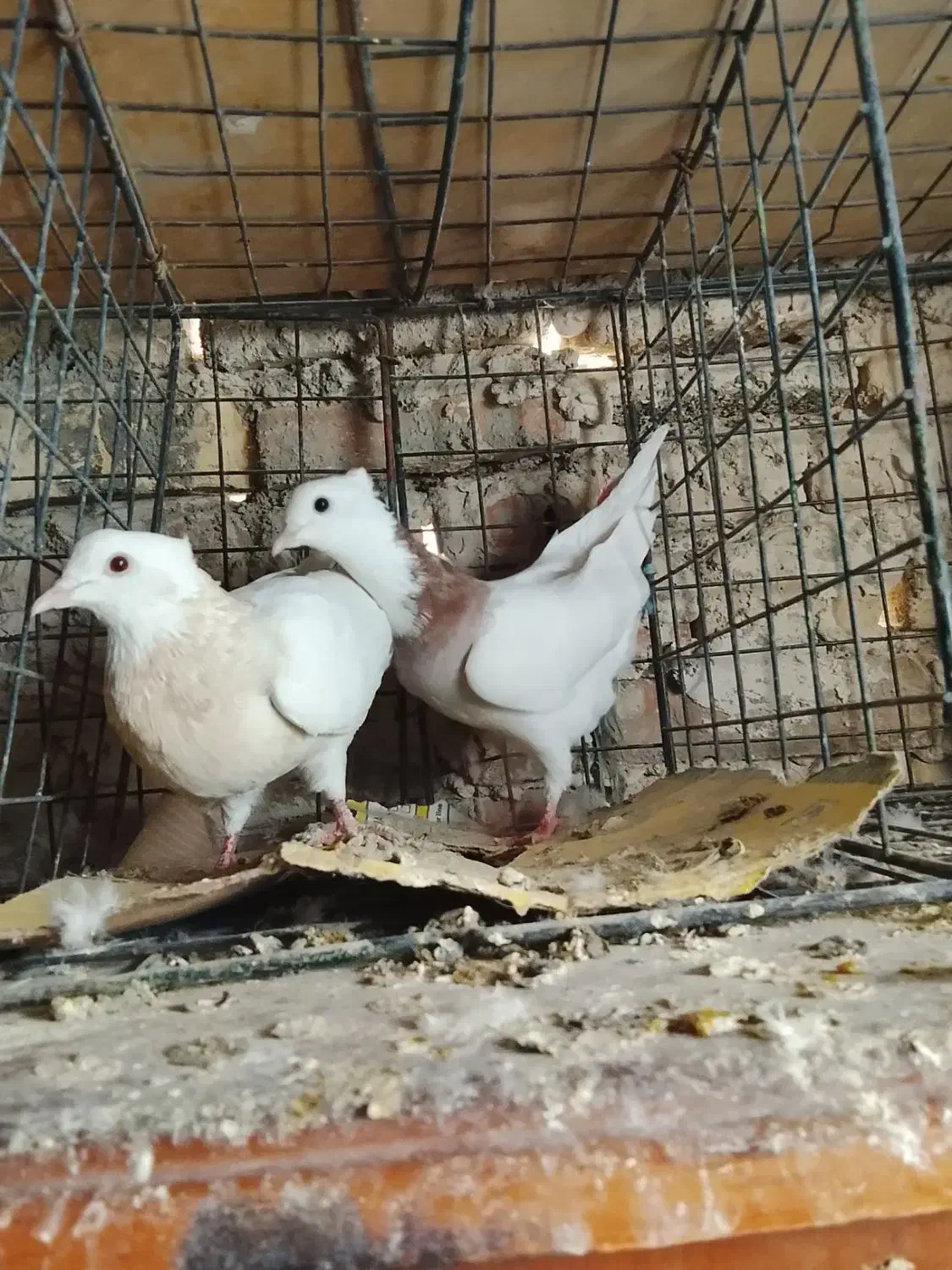 کفتر طوقی و پلاکی وشهرستانی|پرنده|شهریار, شهرک بهاران (ویره)|دیوار