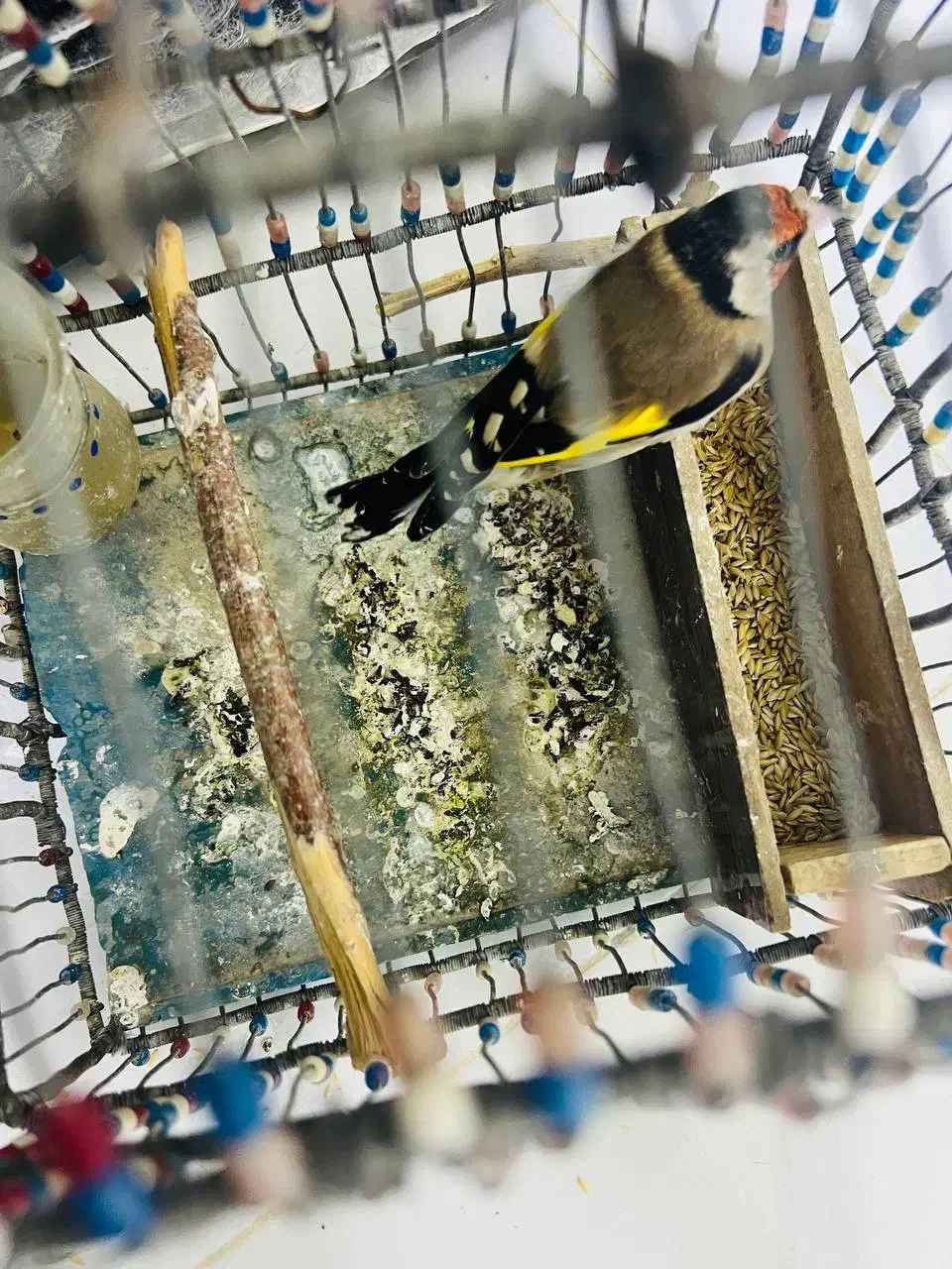 سیره قناری|پرنده|سرپل ذهاب, |دیوار