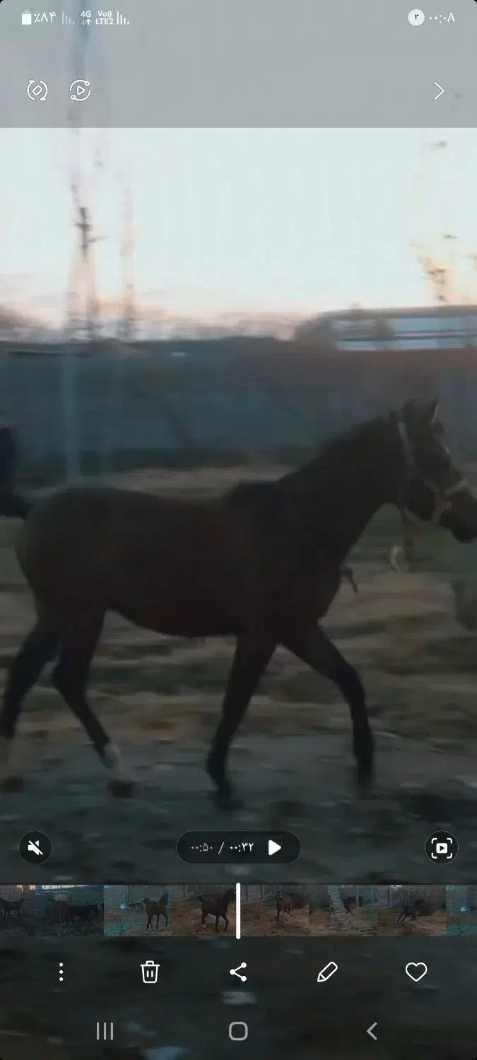 فروش کره اسب|اسب و تجهیزات اسب‌سواری|شاهین دژ, |دیوار