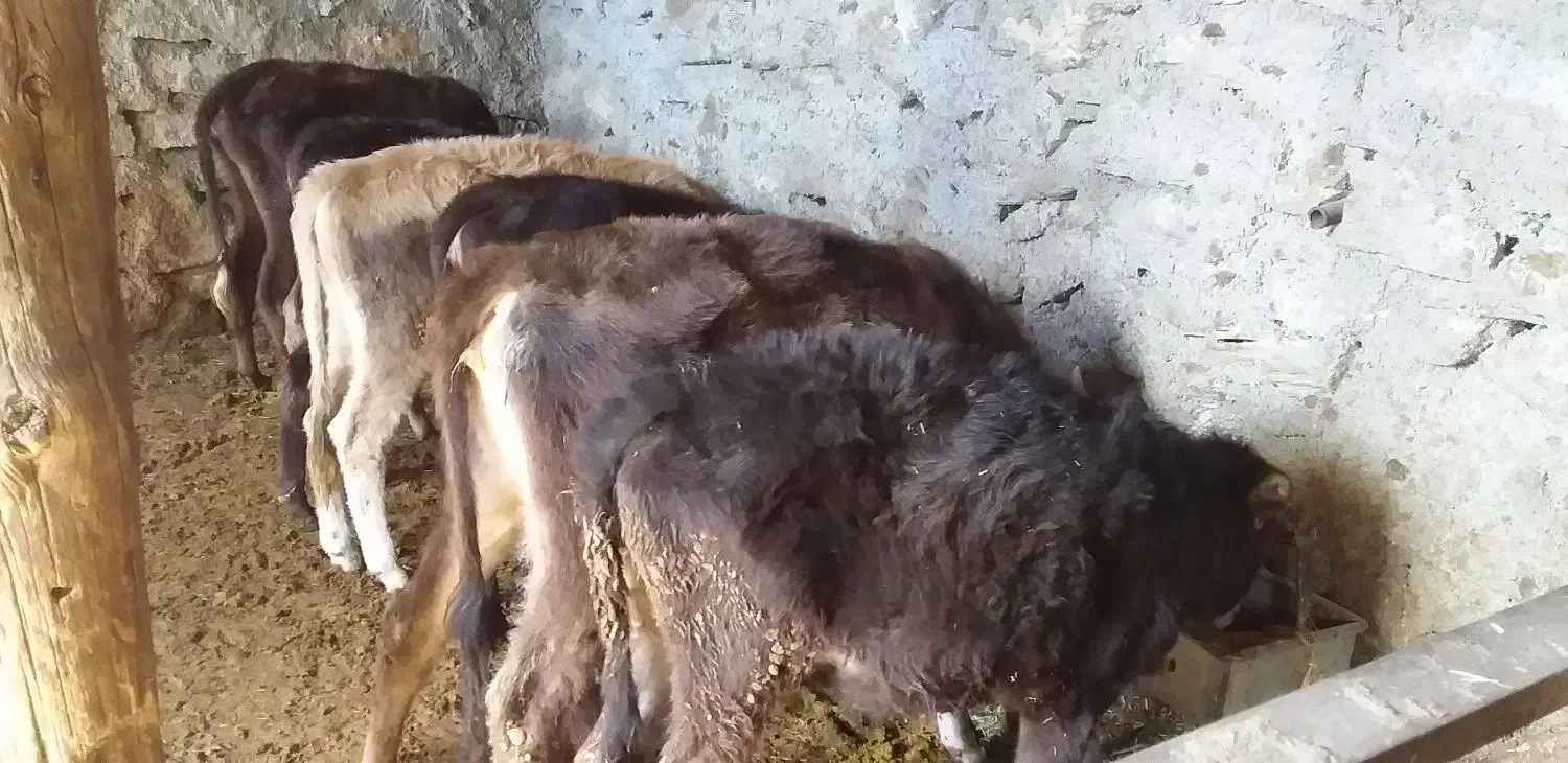 ۱۱عددگوسالهنروماده|حیوانات مزرعه|سروآباد, |دیوار