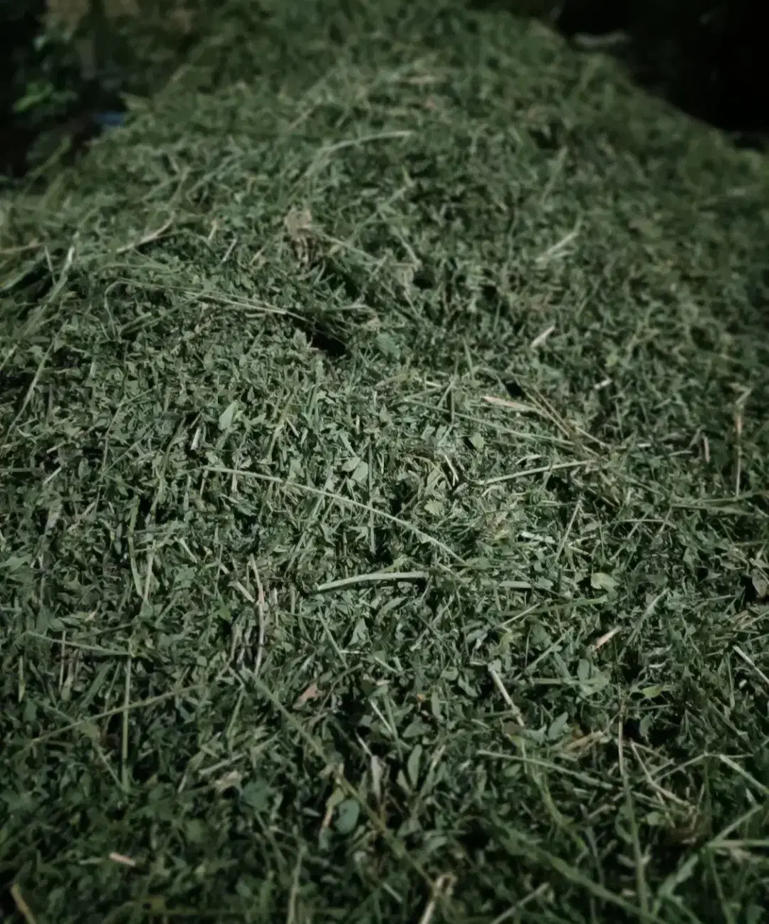 یونجه خشک انباری|لوازم جانبی حیوانات|شیراز, بعثت|دیوار