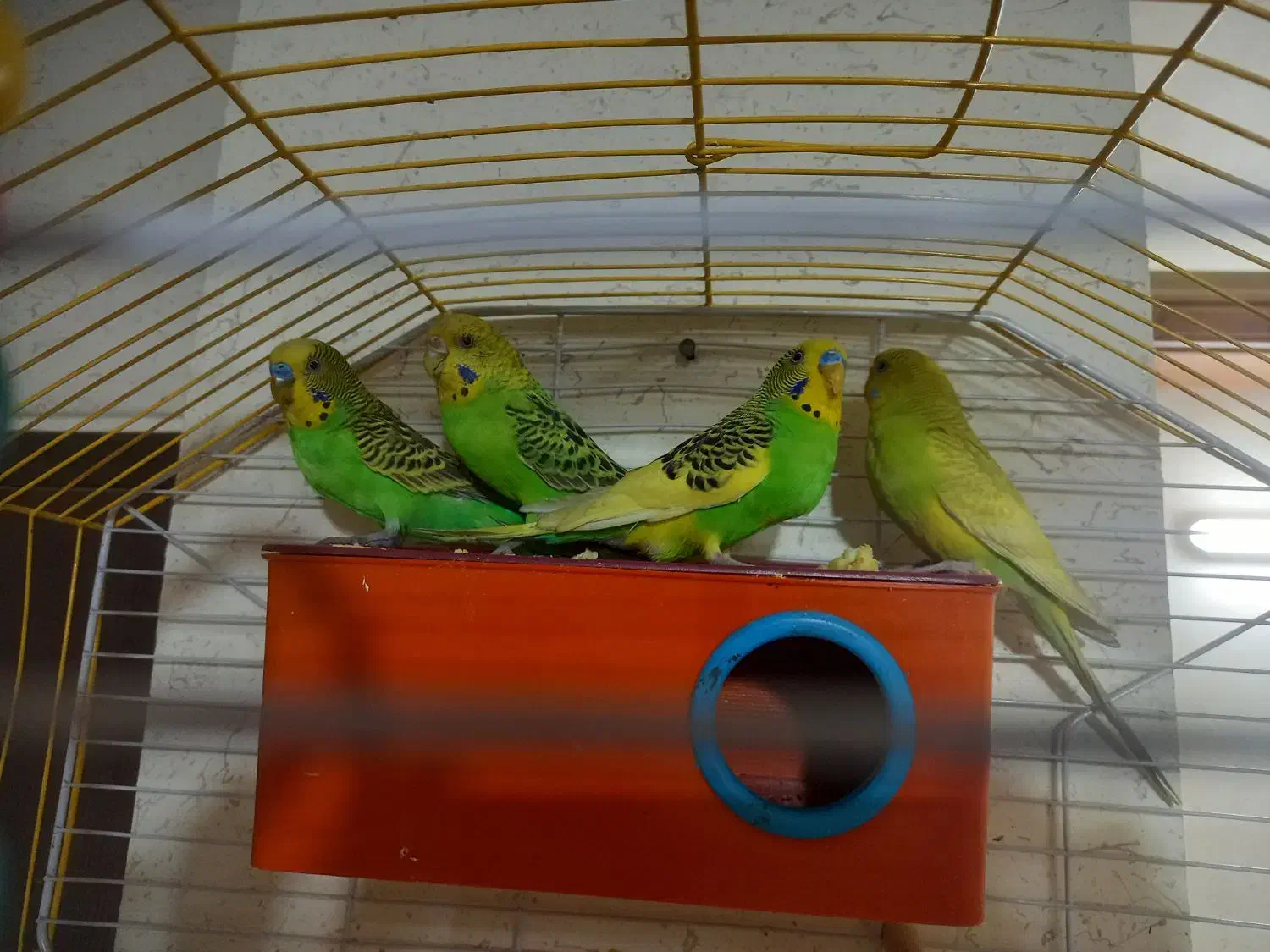 مرغ عشق|پرنده|شاهین‌شهر, خانه کارگر|دیوار