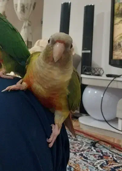 گمشده پرنده گیرینچیگ|حیوانات|مشهد, شهرک امام سجاد|دیوار