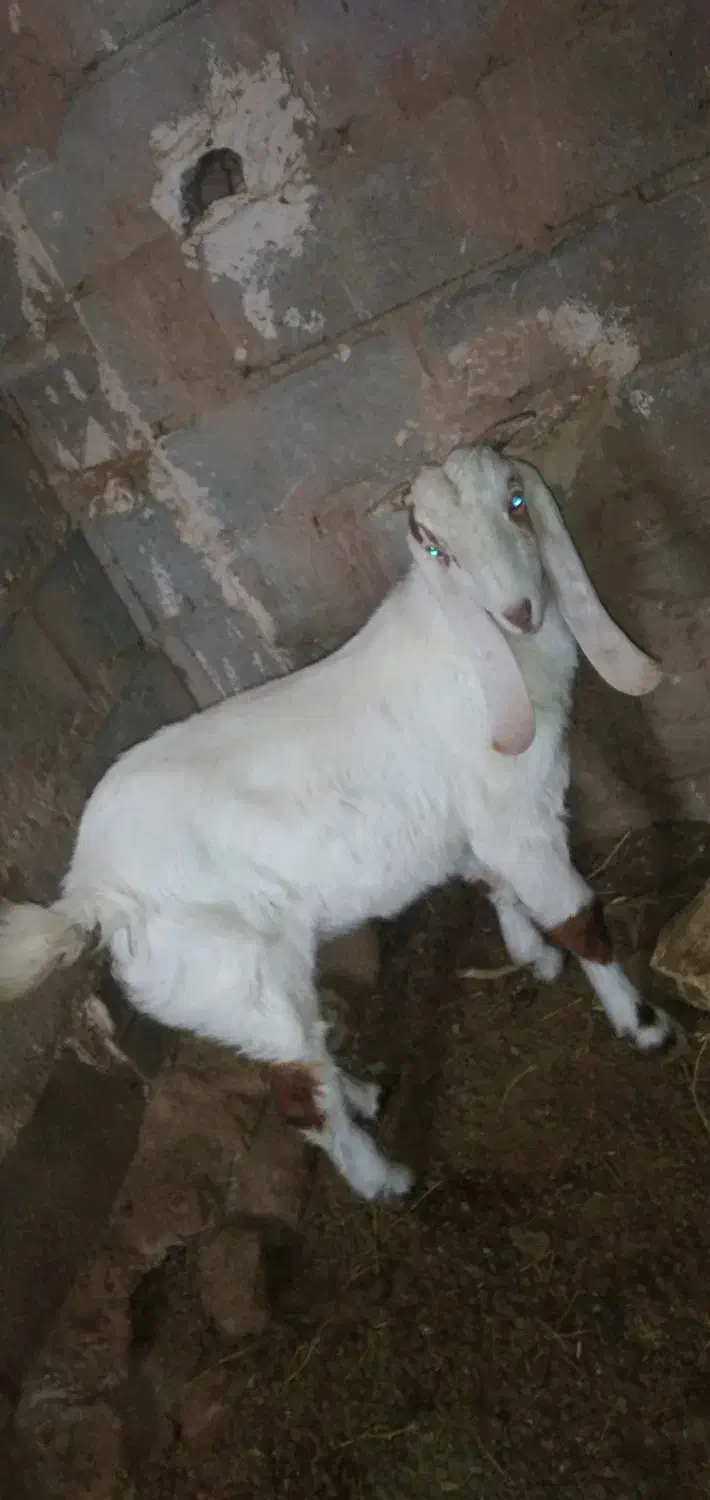 نر بزغاله گلابی|حیوانات مزرعه|شاهرود, |دیوار