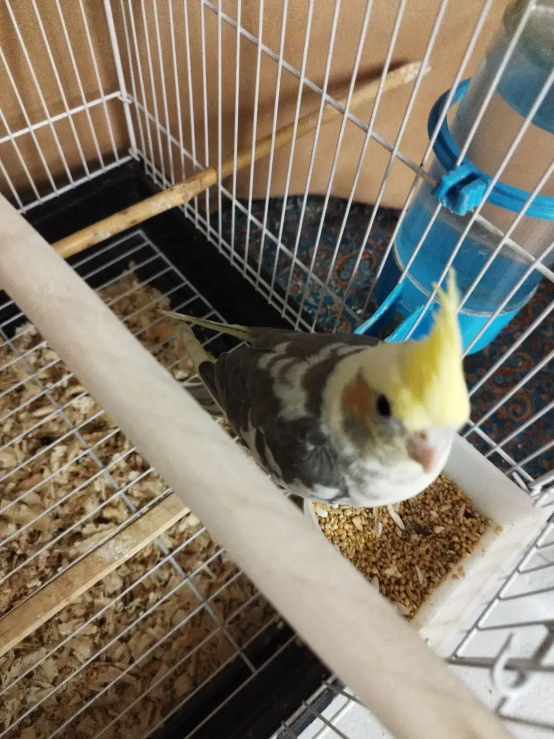 جوجه عروس کاملاً دستی باهوش و بازیگوش|پرنده|فردیس, سپید دشت|دیوار