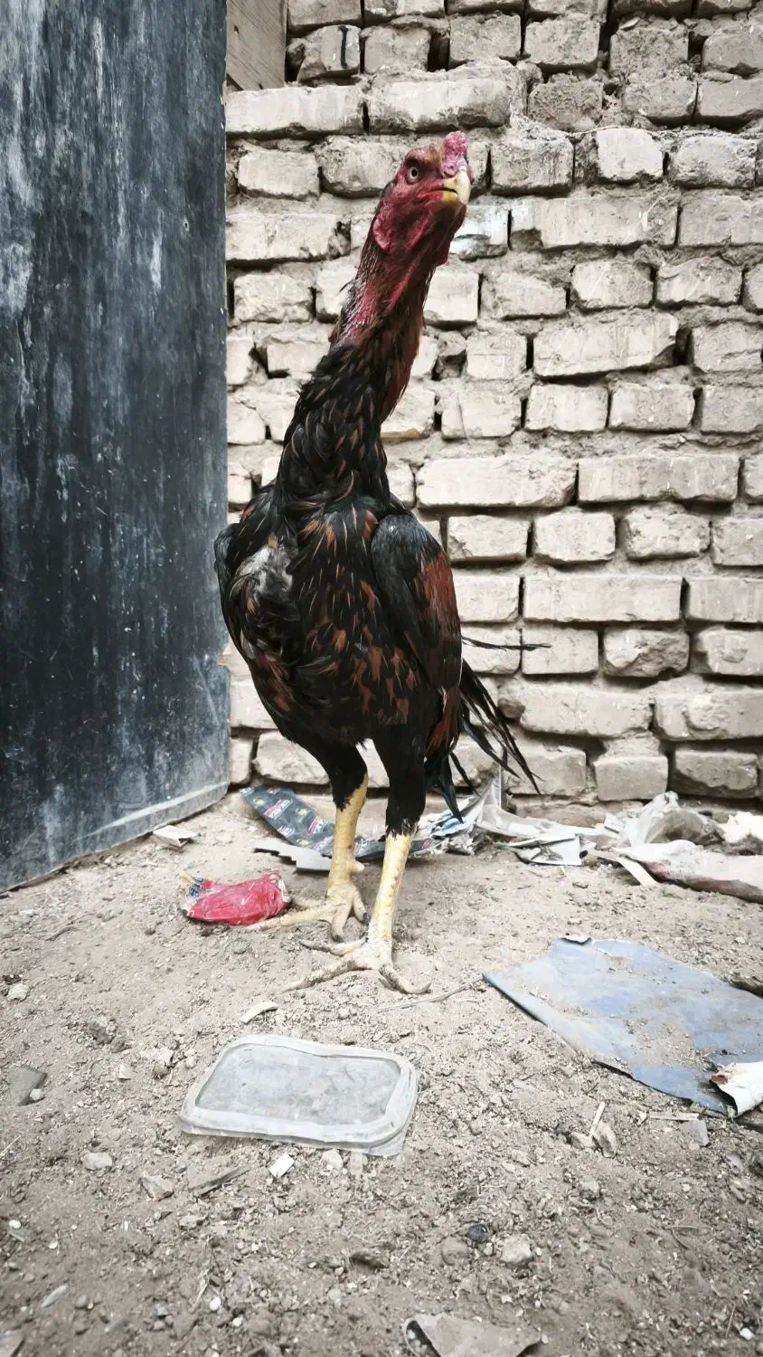 خروس لاری|حیوانات مزرعه|یزد, |دیوار