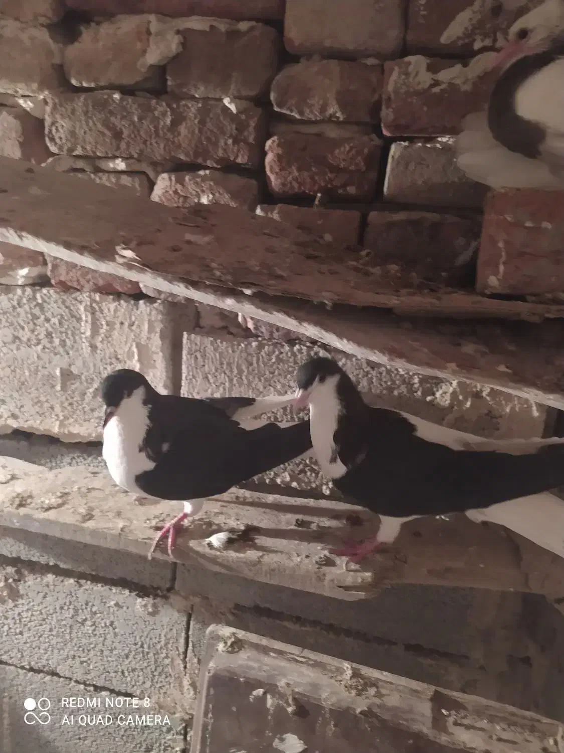 شیخی بیگولی|پرنده|بناب, |دیوار