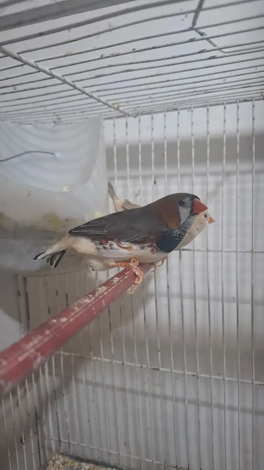 فنچ کینگ|پرنده|مشهد, رده|دیوار