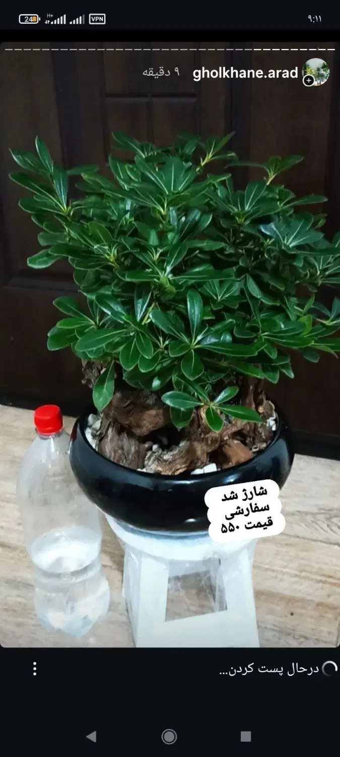 گلهای اپارتمانی|گل و گیاه طبیعی|خواف, |دیوار