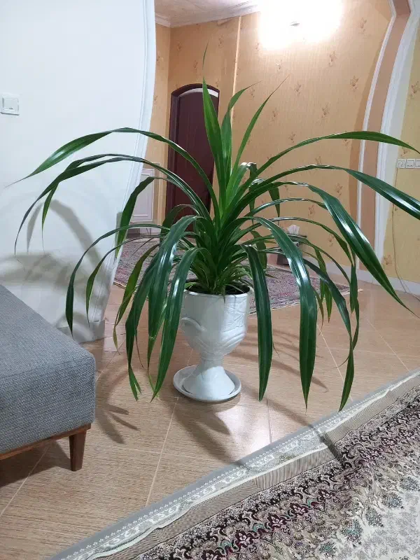 گل پاندانوس|گل و گیاه طبیعی|نیشابور, شهرک اندیشه|دیوار