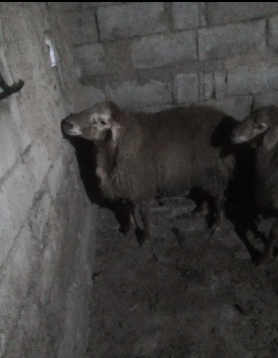 بره نر یک جفت|حیوانات مزرعه|بیله سوار, |دیوار