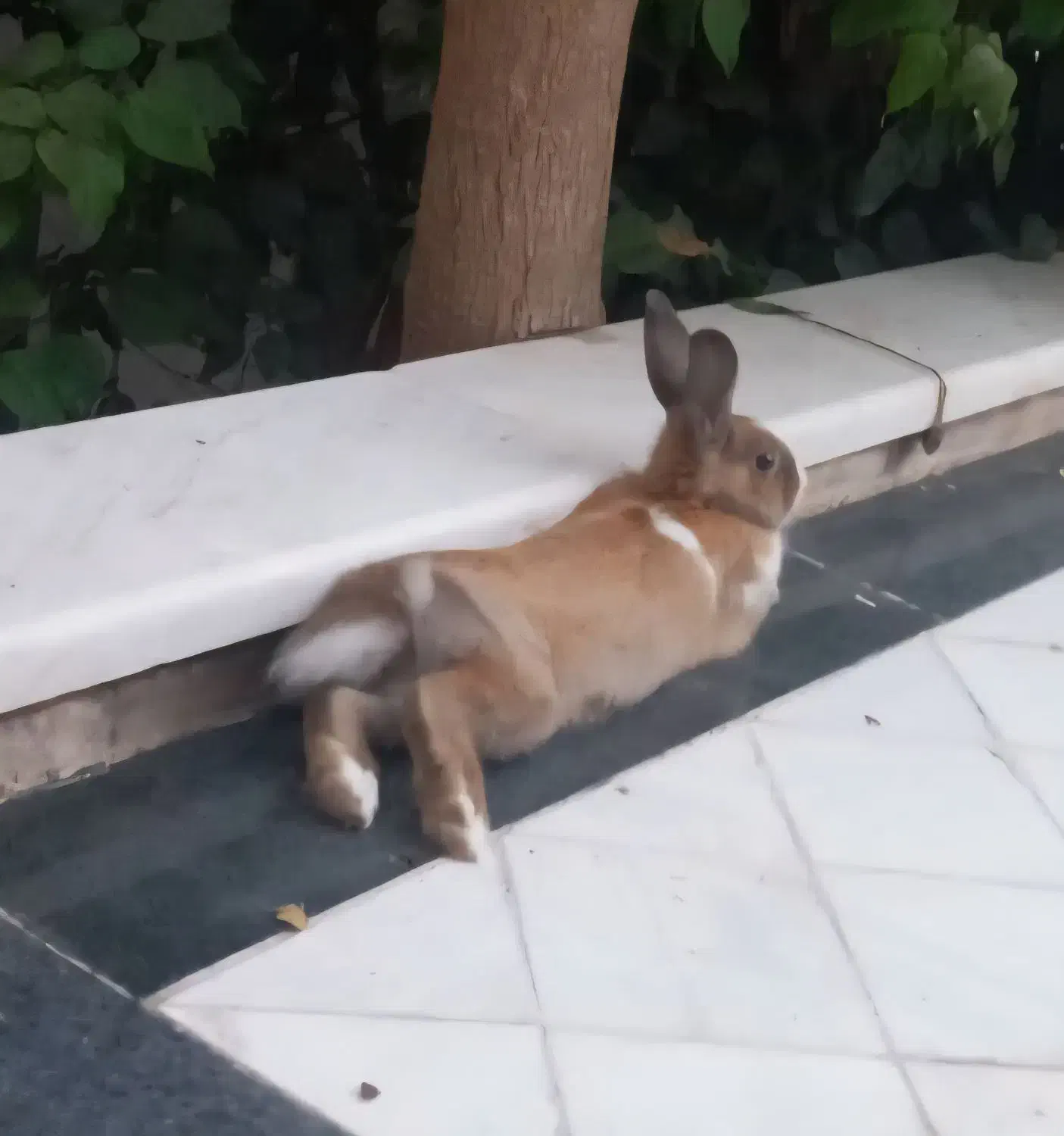 خرگوش|موش و خرگوش|قم, منبع آب|دیوار