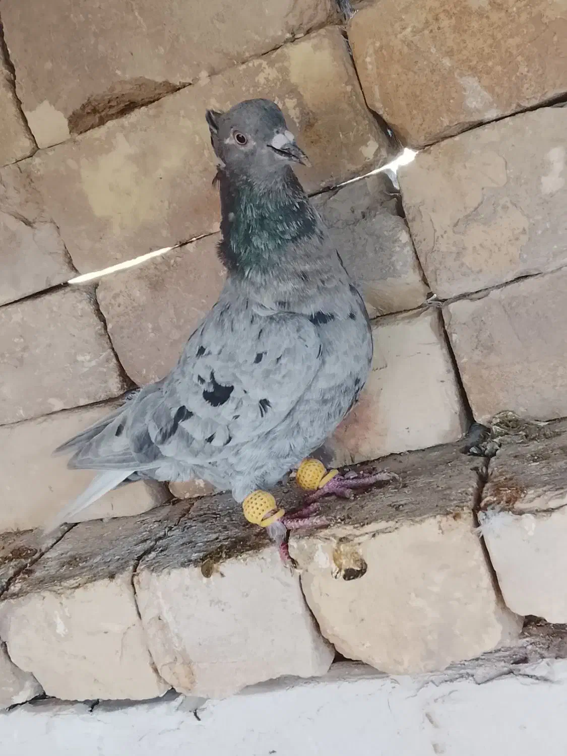 دم سفید|حیوانات|مرودشت, ثبت احوال|دیوار