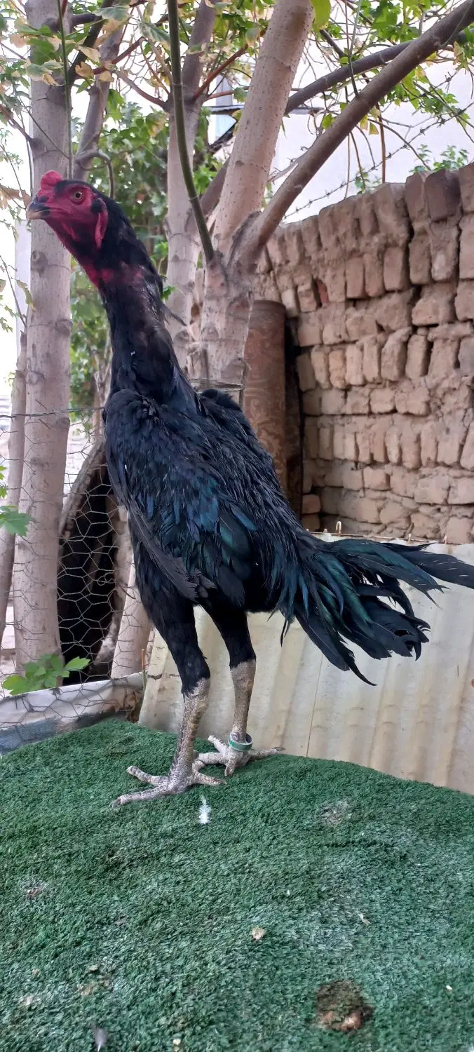 لاری اوشامو حرفه ای|حیوانات مزرعه|تهران, طرشت|دیوار
